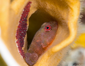 Red Clingfish with Eggs. 
Acyrtus rubiginosus
Bonaire D... by John Roach 